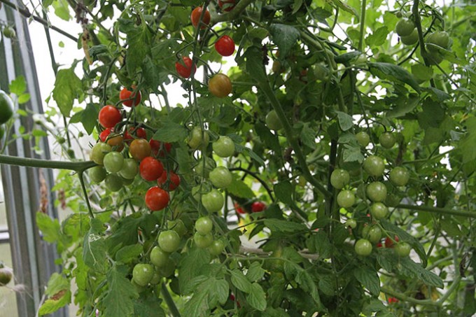 Favorita giver stadig mange fine modne tomater.