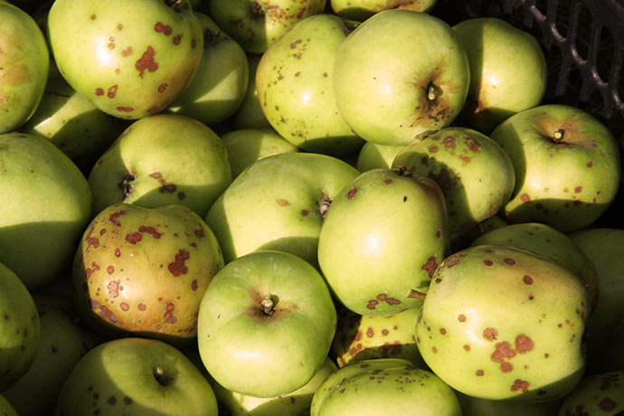 I år har jeg været nødt til også at plukke æbler med skurv og små æbler ned til at gemme.