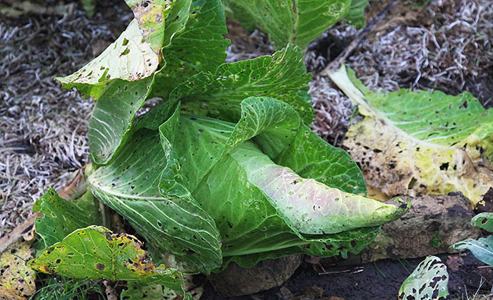 Sneglene har ædt mere af kålbladene på Filderkraut.