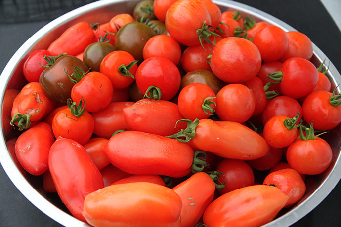 De sidste store tomater plukkes i drivhuset.