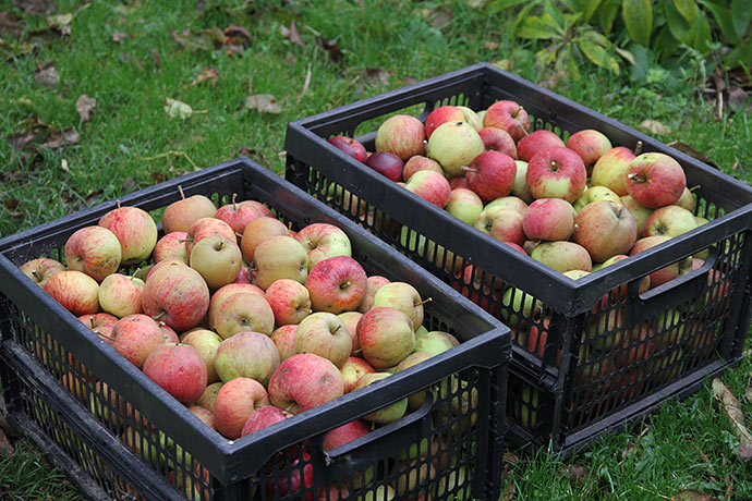 To kasser med Jonagold æbler - årets høst.