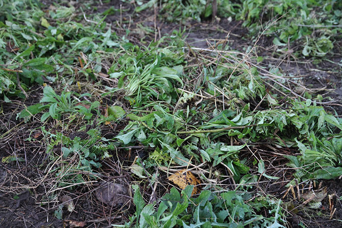 Jorddække i aspargesbedet med forglemmigej-grønt.