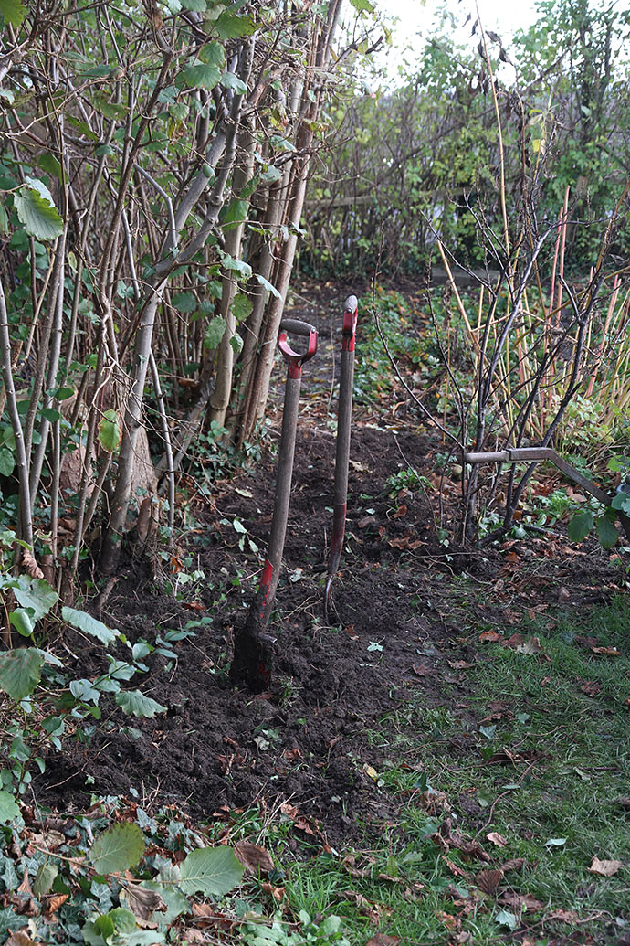 5 m ryddet areal langs hasselhækken. Sneglehegnet skal stå ca. hvor spaden står og videre til venstre for jordbærbedet.
