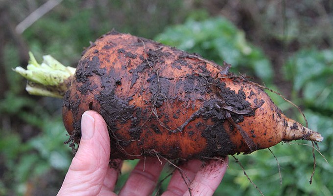 Oxhella gulerødder er blevet meget store i den våde sommer.