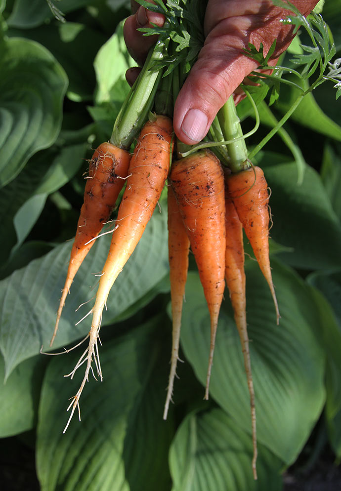 De første nye gulerødder fra drivtunnelen 28. maj sidste år-