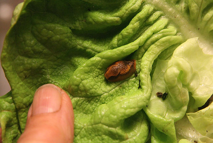 På det nederste salatblad sad der en snegl - en dræbersnegl. Og ret stor.