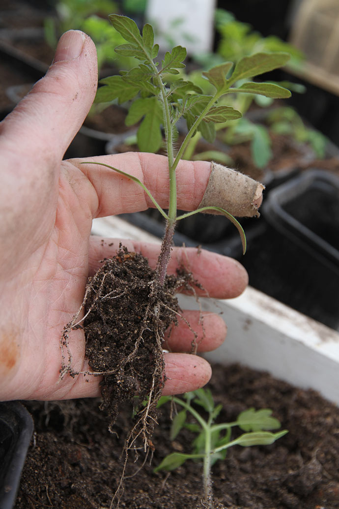 Lille tomatplante, som er pæn kompakt.