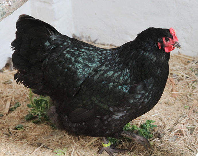 En smuk Australorps høne i formiddagssol.