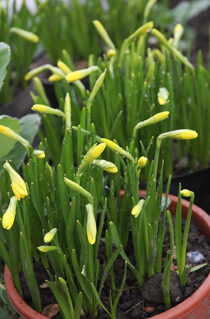Minipåskeliljer der venter på forårsvejr, så de kan blive plantet ud.