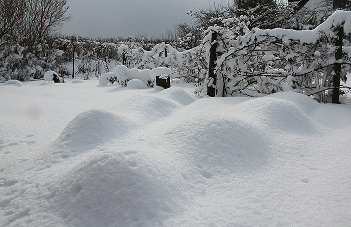 28. februar: Sneen har dækket de to overdækninger over løgene.