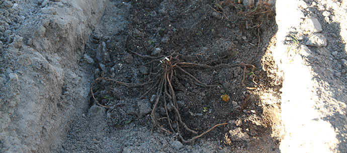 En aspargeskrone langt ned i renden med sand og kompost.