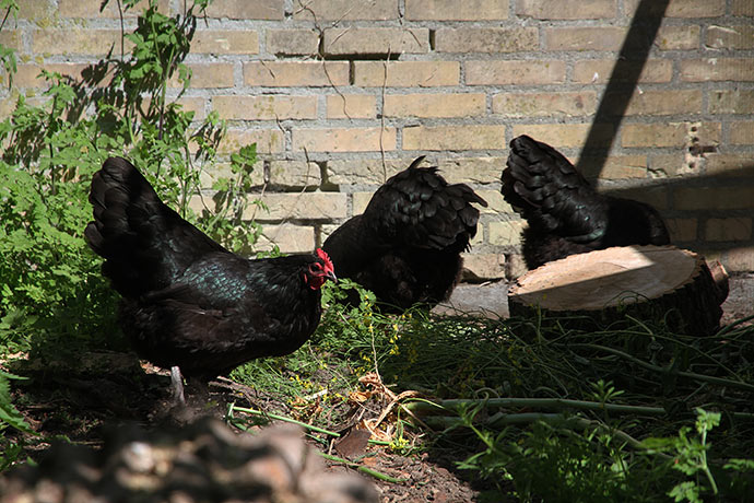 Alle tre høns er nu ude i hønsegården.
