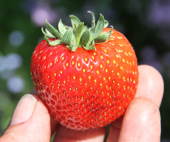 Årets første jordbær - fra drivhus.