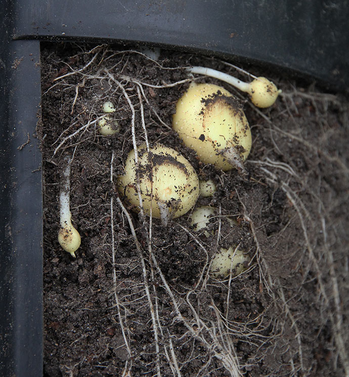 To store kartofler, som kan høstes, og så er der mange små på vej til næste pilning.