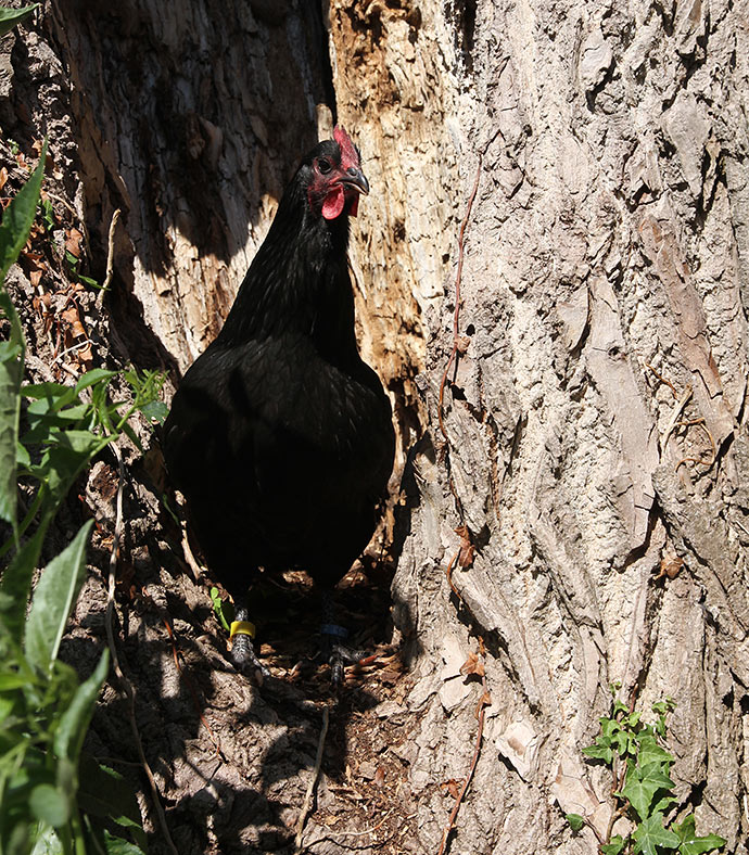 Bertha oppe i det hule poppeltræ, hvor hun stolt gokker, at hun har lagt æg.
