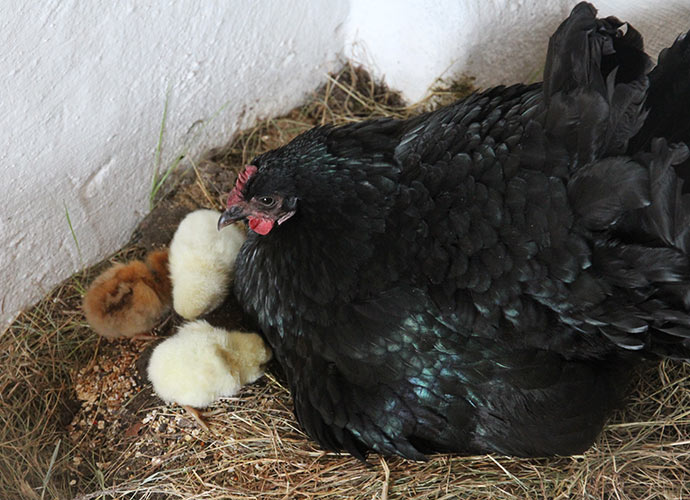 Kyllingerne fik lidt frø på redekanten, så Bertha fra reden kunne spise med dem.