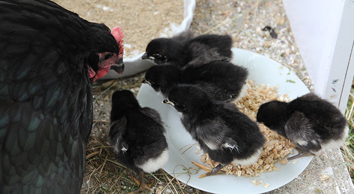Billede fra de 5 kyllinger var en uge gamle.