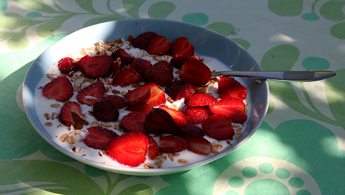 Først i juni beynder de friske bær på morgenmaden med masser af jordbær.