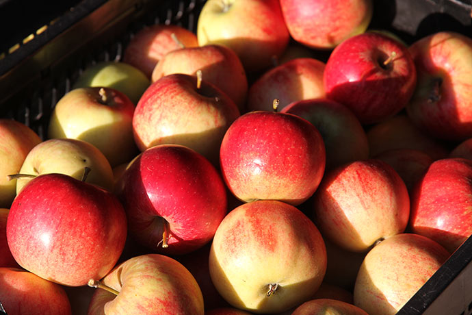 Jonagold æblerne er meget mere røde end normalt efter en perfekt æblesommer. Det blev til 7 kasser.