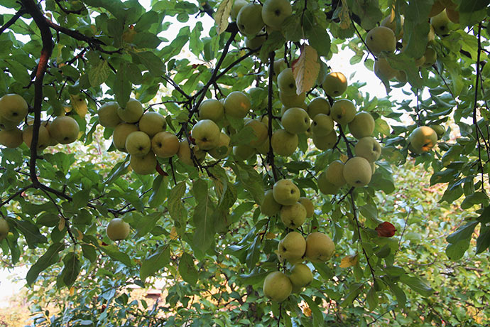 Golden Delicious æbletræet har båret utroligt mange store og fine æbler.