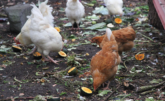 De »små« kyllingerne æder frøene først.