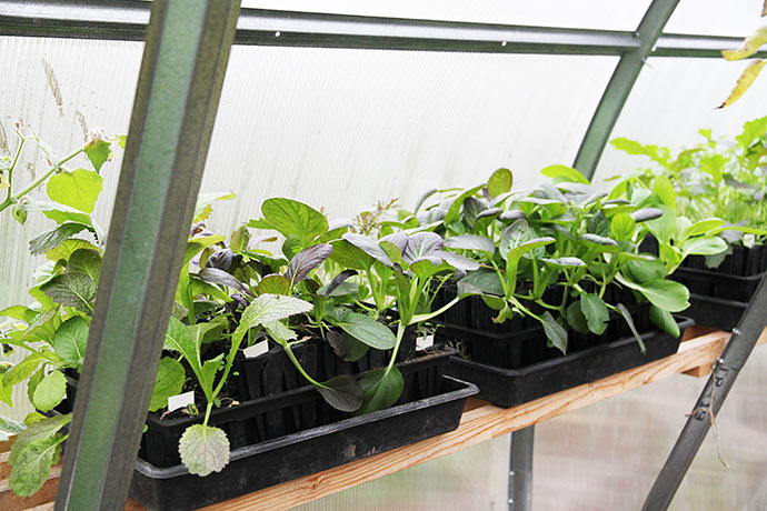 Pak choi planter i venteposition til at blive plantet ud.