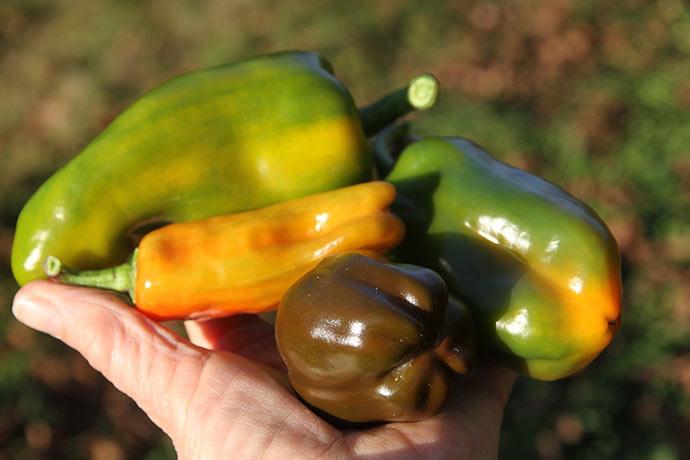 Peberfrugter i efterårsfarver.
