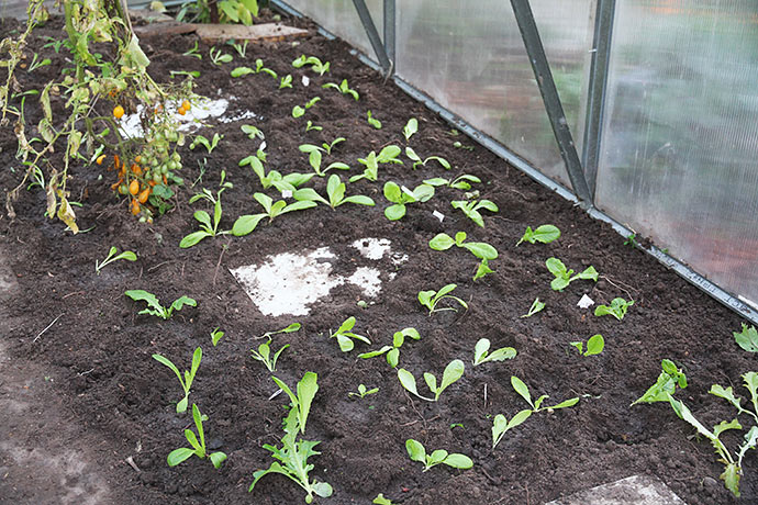Udplantede salatplanter til overvintring og tidlig høst.