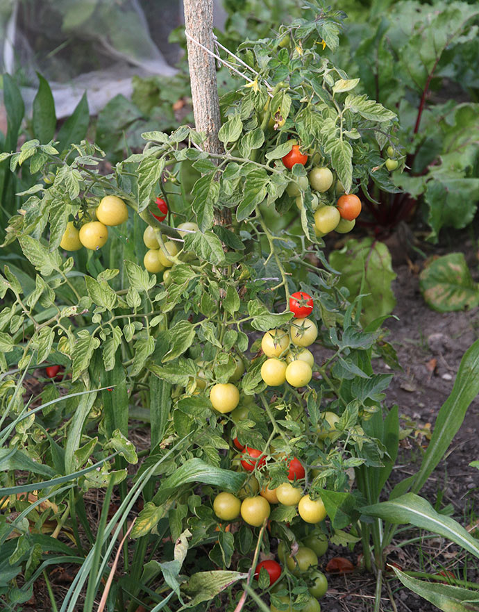 Den selvsåede meget velsmagende tomat fotograferet 6. oktober.