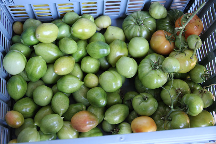 Tv. grønne tomater af Can Burgunya Til højre grønne bøftomater.