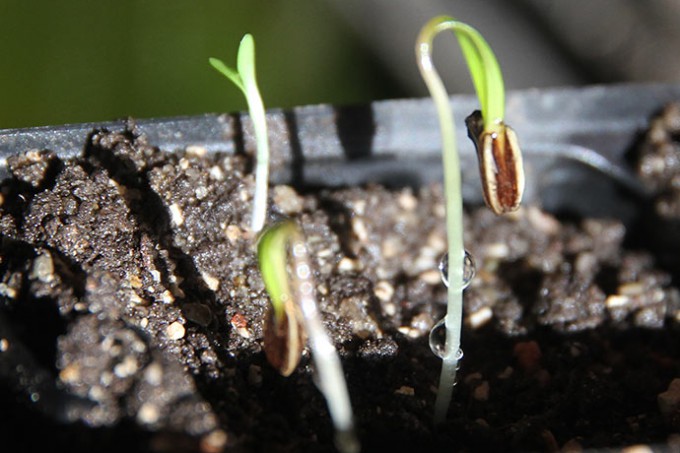 For nogle dage siden spirede de første knoldfennikel kimplanter frem.