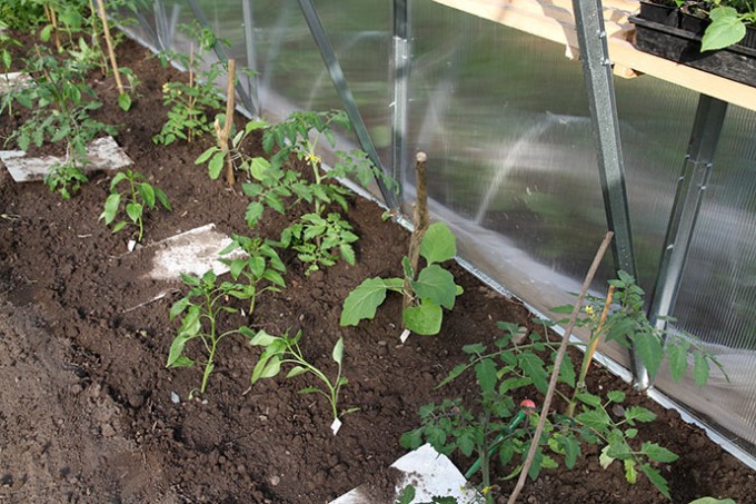 Her er der plantet tomater, auberginer og peberfrugt.