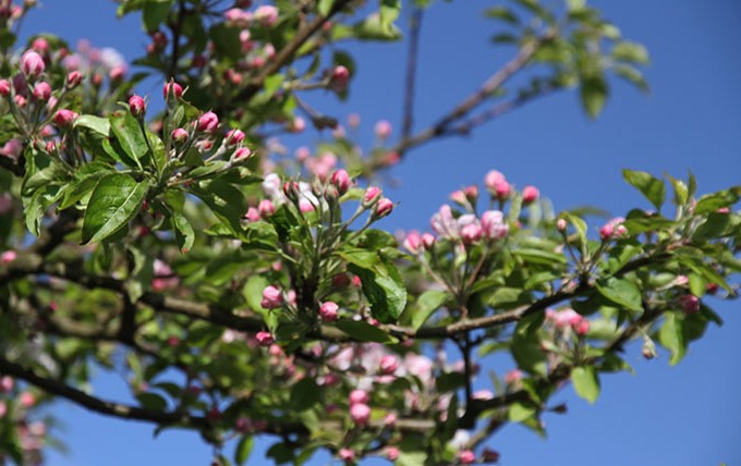 Med så mange blomster bruger træet al for megen energi i år til at udvikle et hav af æbler.